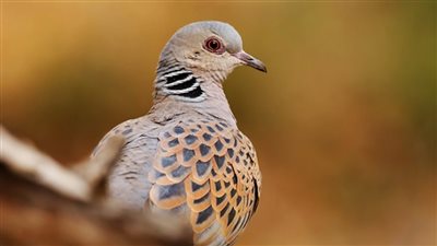 تفسير رؤية اليمامة في المنام وعلاقتها بسماع أخبار سعيدة قريبا 