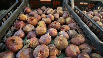 أسعار الفاكهة اليوم، سعر التين البرشومي يتراجع جنيهين في سوق العبور 