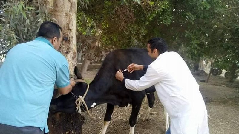 تحصين الماشية في