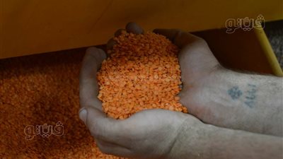  سعر كيلو العدس، أسعار العدس اليوم الأربعاء 27-9-2023 في الأسواق