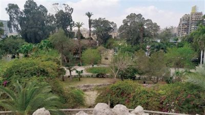 حقيقة قطع الأشجار النادرة والمعمرة في حديقة الأسماك بالزمالك