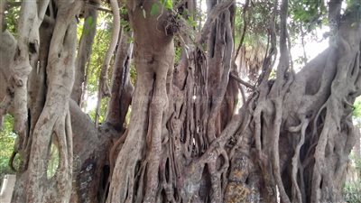 أشجار الزمالك العملاقة.. إرث الخديوية في قلب القاهرة.. ومؤرخ: الخديو إسماعيل استدان لجعل مصر قطعة من أوروبا 