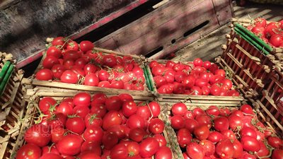 أسعار الخضراوات اليوم، ارتفاع سعر الطماطم وانخفاض الليمون في سوق العبور