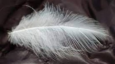 تفسير حلم الريش في المنام وعلاقته بوظيفة جديدة وكسب مال كثير 