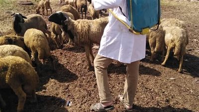 بيطري البحيرة: علاج 15 ألف رأس ماشية