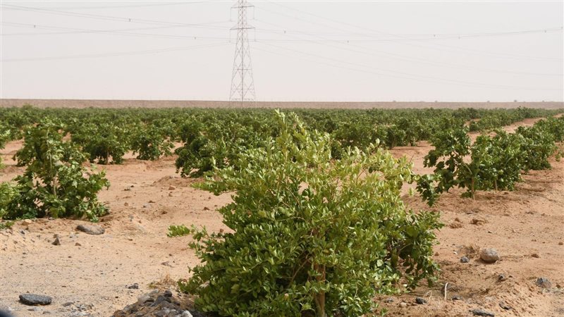 تنمية سيناء، فيتو