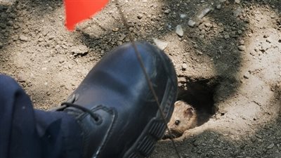 سياحة الفئران، أحدث طرق الجذب للمناطق الموبوءة في نيويورك