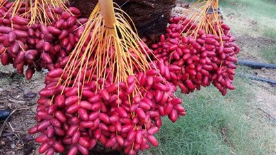 تفسير حلم البلح في المنام وعلاقته بكثرة المال والرزق الحلال 