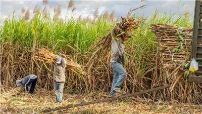 التموين: نستهدف شراء 6 ملايين طن من محصول القصب وإنتاج 650 ألف طن سكر