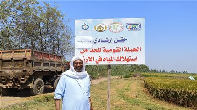  انطلاق موسم حصاد الأرز المزروع بالتسطير لتوفير استهلاك المياه في الدقهلية (فيديو وصور)