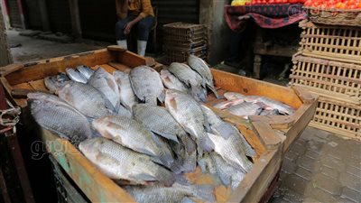 أسعار الأسماك اليوم، 74 جنيهًا أعلى سعر لكيلو البلطي في سوق العبور