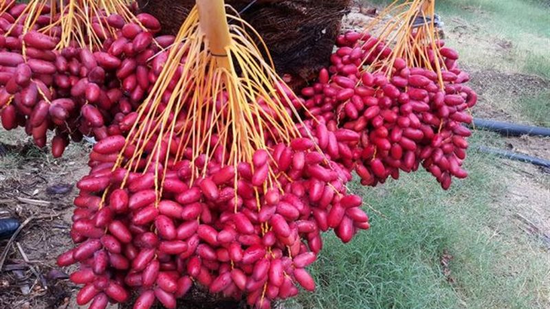 تفسير حلم البلح في