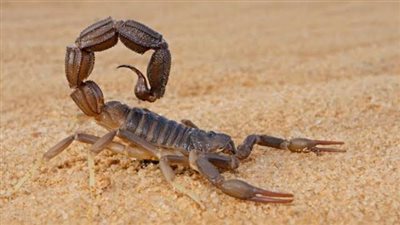 إصابة سيدة بلدغة عقرب بقرية منشأة الدهب البحرية في المنيا