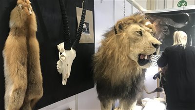 الحيوانات المحنطة تجذب زوار معرض أبوظبى للصيد والفروسية (صور)