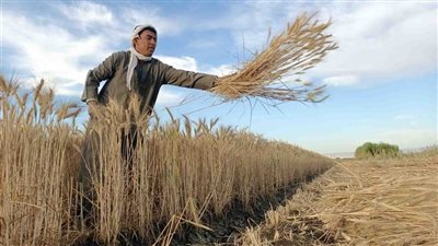 الزراعة تعلن الخريطة الصنفية لمحصول القمح في الموسم الجديد