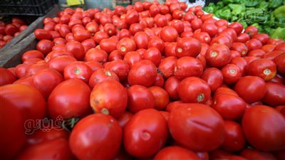 أسعار الخضراوات اليوم، الطماطم تتراجع 250 قرشًا في سوق العبور
