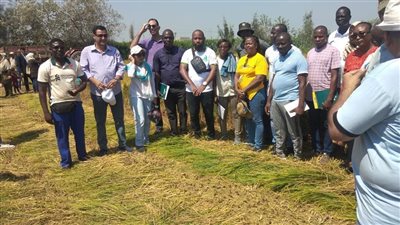 بحضور 14 متدربا أفريقيا، الزراعة تنظم يوما لحصاد الأرز في الدقهلية