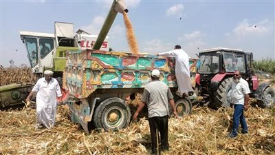 الزراعة: بدء حصاد 153 ألف فدان ذرة تابعة لقطاع استصلاح الأراضي 