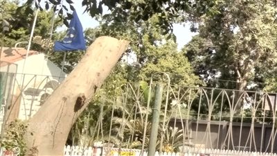 تقليم أم قطع؟.. تطوير حديقة الأسماك يثير الجدل.. وخبراء: عمليات التجديد تفتقد للإشراف العلمي (فيديو وصور) 