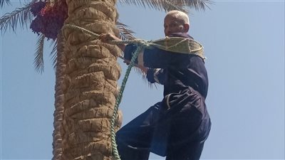قصة «نخلجي» يعمل في جني ثمار البلح منذ 35 عامًا.. محمد غريب: الصعود للقمة يحتاج مهارة وصبر (صور)