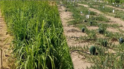 سباق مع الزمن لإصلاح منظومة القمح.. حصر المساحات في كل المحافظات لإلزام الفلاحين بزراعة “الذهب الأصفر ”.. ومكاسب بالجملة من النظام الجديد ..وزيادة إنتاجية القمح وخفض فاتورة الاستيراد