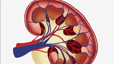 زرع كلية بشرية داخل جنين خنزير بالصين