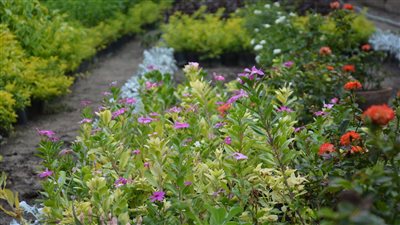 شاهد، صاحب مشتل يُدخل أنواعا جديدة من الخضراوات والفاكهة والشاي الأخضر لأول مرة بقنا