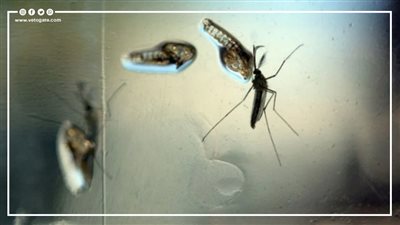 البعوض المعدل وراثيا ونشر الملاريا.. مؤسسة بيل جيتس وشركة أوكسيتيك في مرمى الاتهام (فيديو جراف)