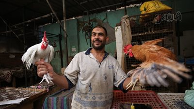 أسعار الدواجن والبيض اليوم، انخفاض سعر كيلو الفراخ البيضاء والبلدي في الأسواق