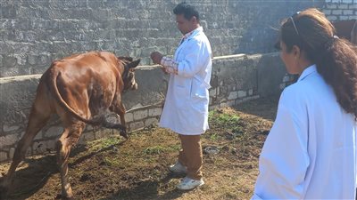 بيطري الفيوم: تحصين 239 ألف رأس ماشية ضد الحمى القلاعية والوادي المتصدع