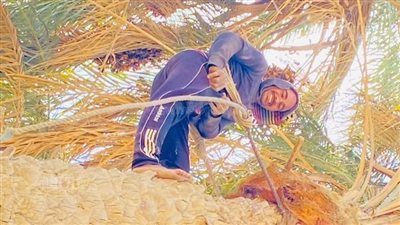 بدء موسم العقيق الأحمر في عروس الصعيد.. «طالع النخيل» الحصاد مقابل الجريد في المنيا.. محمد ومصطفى: مهنة خطيرة قد تنهي حياتك في لحظة (فيديو وصور)