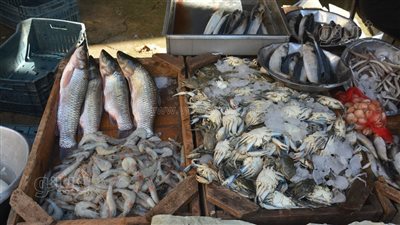 أسعار الأسماك اليوم، ارتفاع 11 نوعًا من السمك في سوق العبور
