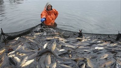 قانون تنمية البحيرات، حظر استغلال الجزر وبواغيزها دون ترخيص 