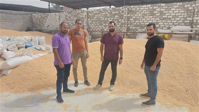 ضبط 30 طنا من الذرة الصفراء المستوردة بدون فواتير فى الإسكندرية 