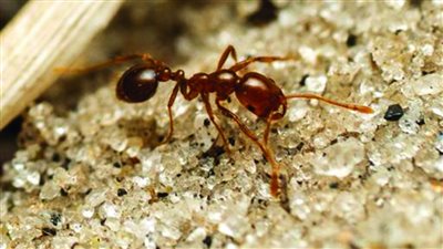 أكثر أنواع النمل عدوانية يغزو أوروبا 