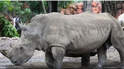 وحيد قرن يقتل حارسة بحديقة حيوانات في النمسا