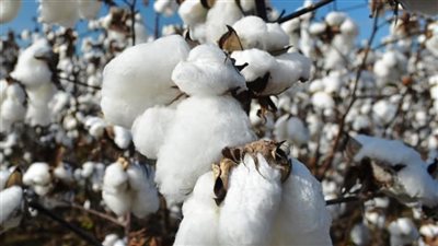 الإسماعيلية تستعد لموسم حصاد القطن 