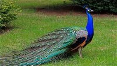 تفسير حلم الطاووس في المنام وعلاقته بالسلطة والنبوغ والذكاء 