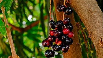 فوائد البامبوزيا للنساء، لعلاج مشاكل البشرة والإنيميا