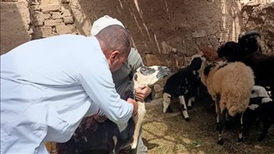 تحصين 46 ألف حيوان في أعمال الحملة القومية الثانية بالأقصر