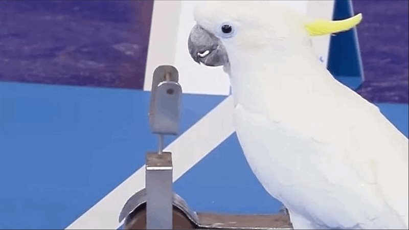 الببغاء، فيتو