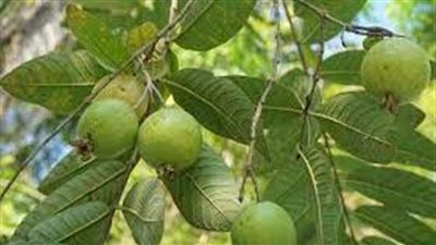 تفسير حلم شجرة الجوافة في المنام وعلاقته بتخطي الأزمات وتحقيق النجاح 