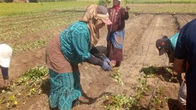 الذهب الأحمر، خلية نحل بالقليوبية لبدء موسم زراعة الفراولة، هذه أبرز الأنواع ومواعيد زراعتها (صور)