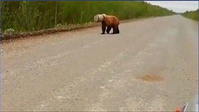 قتل دب علقت رأسه داخل علبة حديدية في الشرق الأقصى الروسي (فيديو)