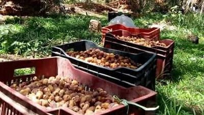 واحات الوادي الجديد سيدة البلح في الوطن العربي.. المحافظة تضم أكثر من 4 ملايين نخلة.. والدميرة موسم الخيرات