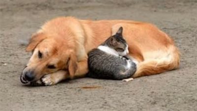 عقوبة تسميم الحيوانات وقتلها بشكل عمدي 