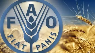 الفاو: استقرار أسعار الغذاء العالمية في أغسطس
