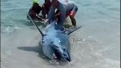 قرش مفترس يعلق على رمال شاطئ (فيديو)