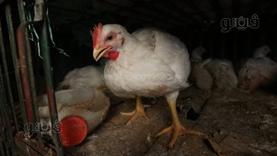 قفزة جديدة في سعر الفراخ البيضاء بالأسواق، وهذه أسعار الدواجن والبيض اليوم