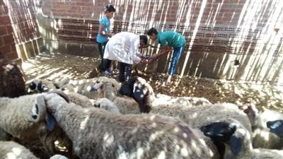 بيطرى البحيرة: فحص وتحصين 627 ألفا و763 رأس ماشية (صور)